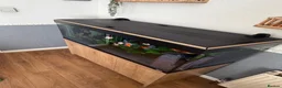 Fancy Goldfish fish for sale: Fluval Roma 240 complete fancy goldfish aquarium  - Advert 13
