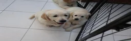 Golden Retriever dogs for sale: Amazing Golden Retriever Puppies - Advert 3
