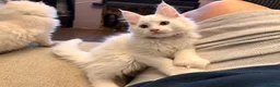 Maine Coon cats for sale: 🤍 Exceptional Polydactyl Champion Lines MC in Sidcup - Advert 5