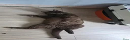 Mixed Breed cats for sale: 3 male kittens - Advert 5