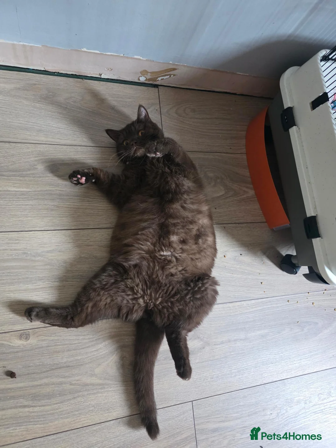 Mixed Breed cats for sale: 3 male kittens - Advert 5
