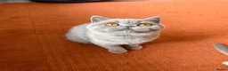 British Shorthair cats for sale: Show Quality pedigree BSH kitten ready to go now! - Advert 10