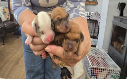 Dachshund dogs for sale: Beautiful Miniature dachshund puppies  - Image 1