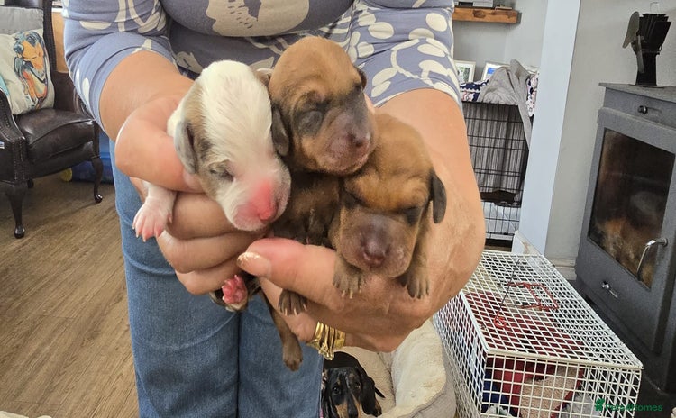 Dachshund dogs - Advert 1