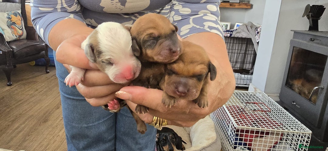Dachshund dogs for sale: Beautiful Miniature dachshund puppies  - Image 1
