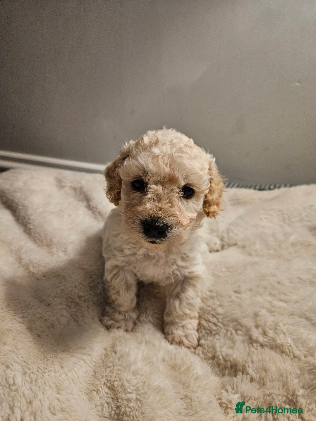Poochon dogs for sale: 1 girl left!! Poochon pups ready to leave. - Advert 20