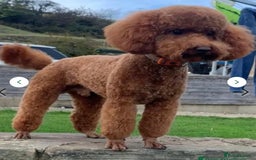 Toy Poodle dogs for sale: Red toy poodle  - Image 9