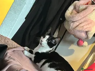 Mixed Breed cats Gorgeous little boy - Advert 17