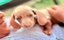 Miniature Dachshund dogs for sale: Beautiful Isabella dachshund puppies - Image 2