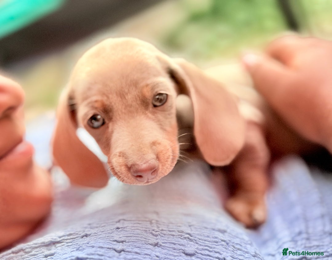 Miniature Dachshund dogs for sale: Beautiful Isabella dachshund puppies - Image 2