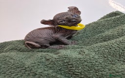 Sphynx cats for sale: Sphynx kittens  - Image 13