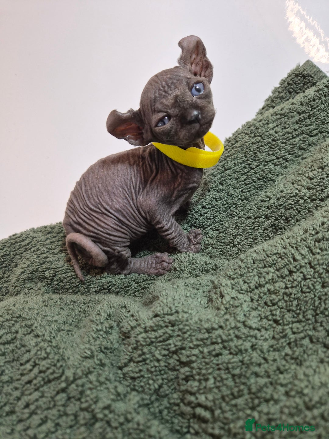 Sphynx cats for sale: Sphynx kittens  - Image 13
