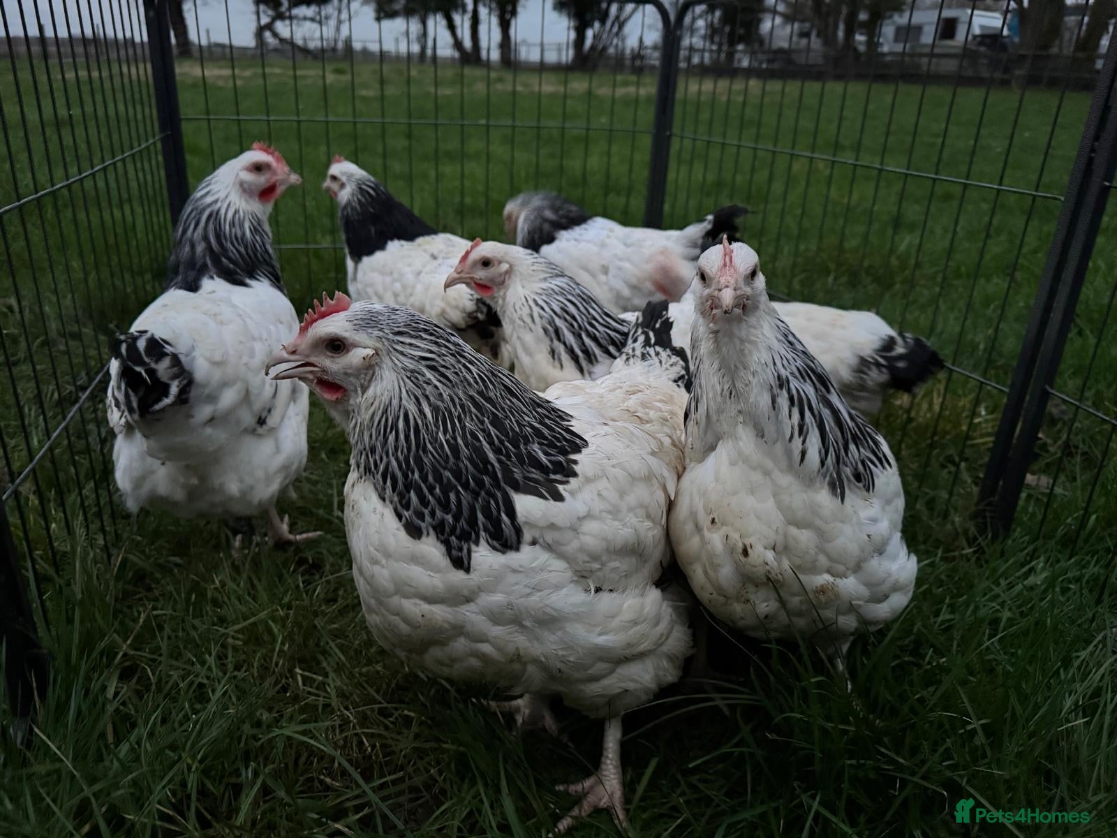 Chickens poultry Light Sussex exhibition large fowl - Advert 1