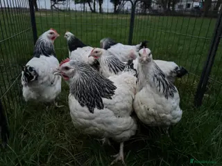 Chickens poultry Light Sussex exhibition large fowl - Advert 1
