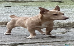 Jack Russell dogs for stud: Stud boys house of jacks  - Image 5
