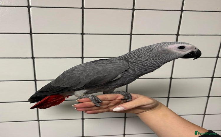 Cockatoo birds - Advert 1