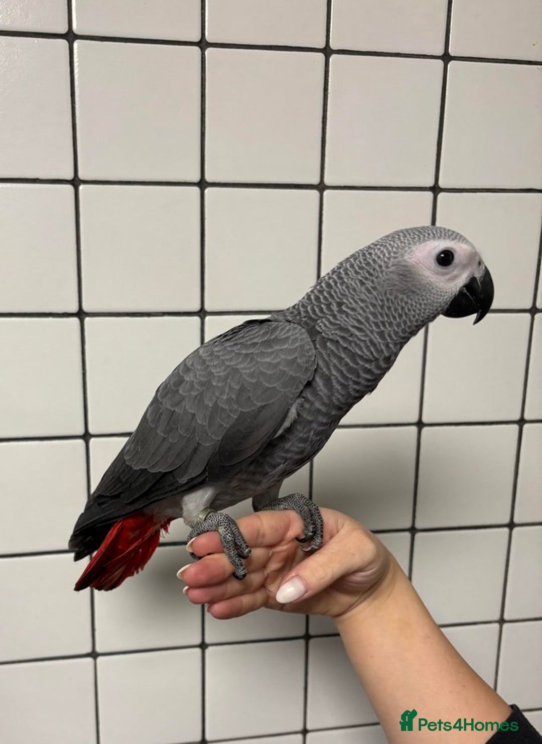 Cockatoo birds for sale: Super Tame Hand Reared Baby African Greys - Image 1
