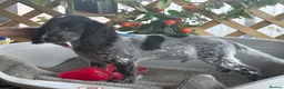 Cocker Spaniel dogs for sale: Kc registered  - Advert 9