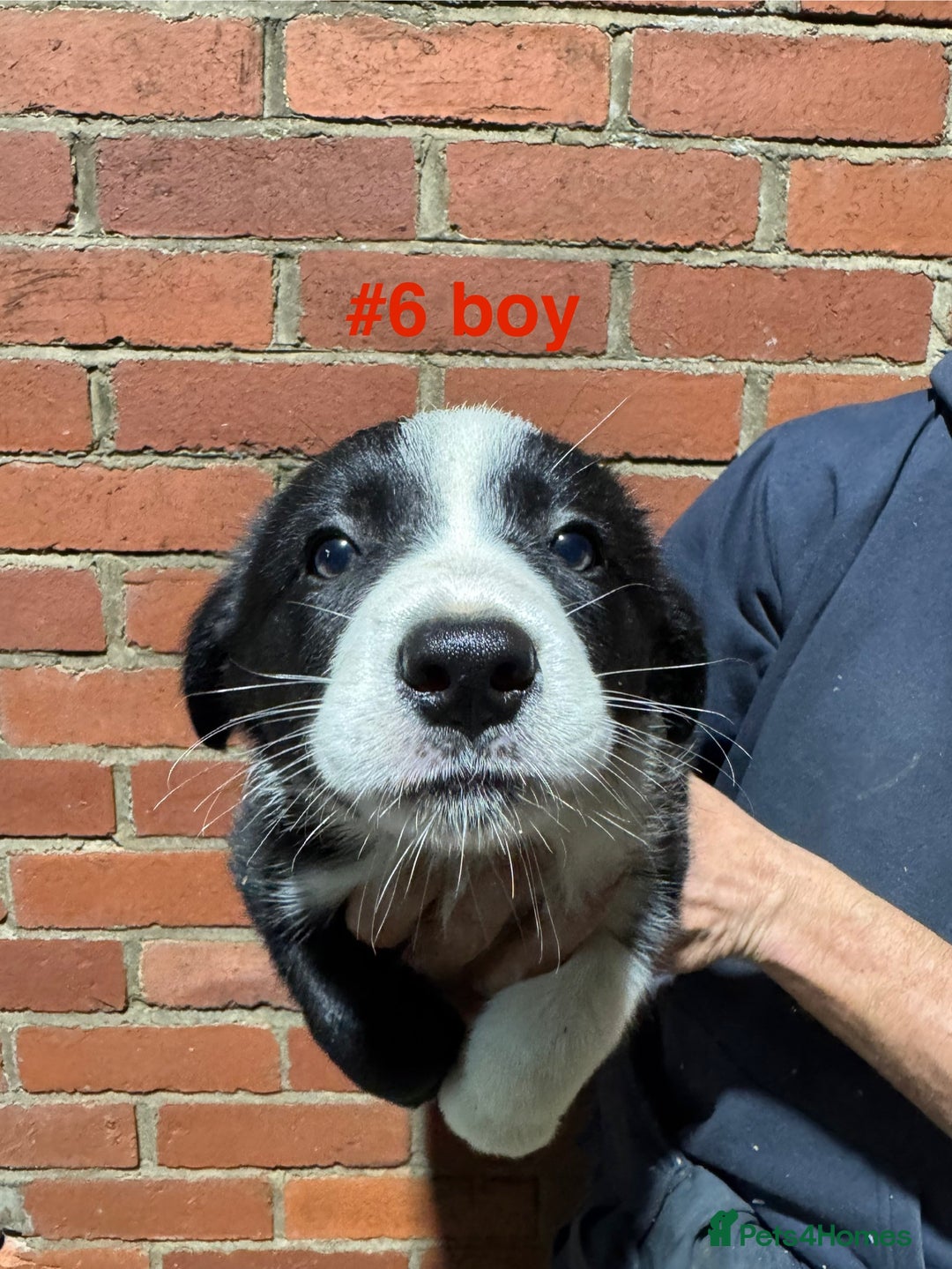 Border Collie dogs for sale: Bouncing border collies - Advert 7