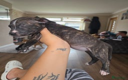 Staffordshire Bull Terrier dogs for sale: Female Staffies  - Image 8