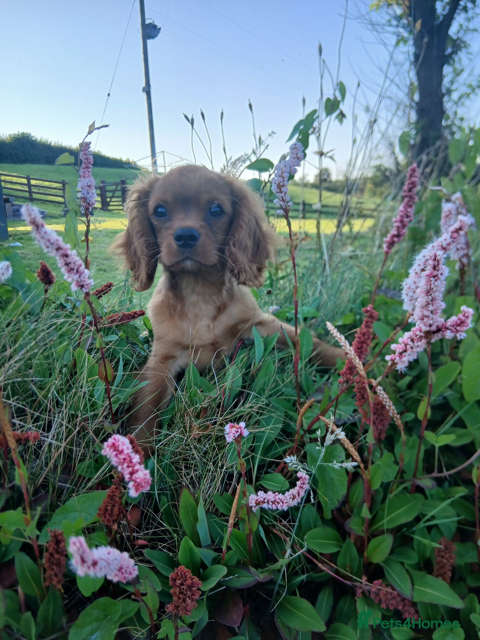 Cavalier King Charles Spaniel dogs Extensively tested fully vaccinated last boy - Advert 1