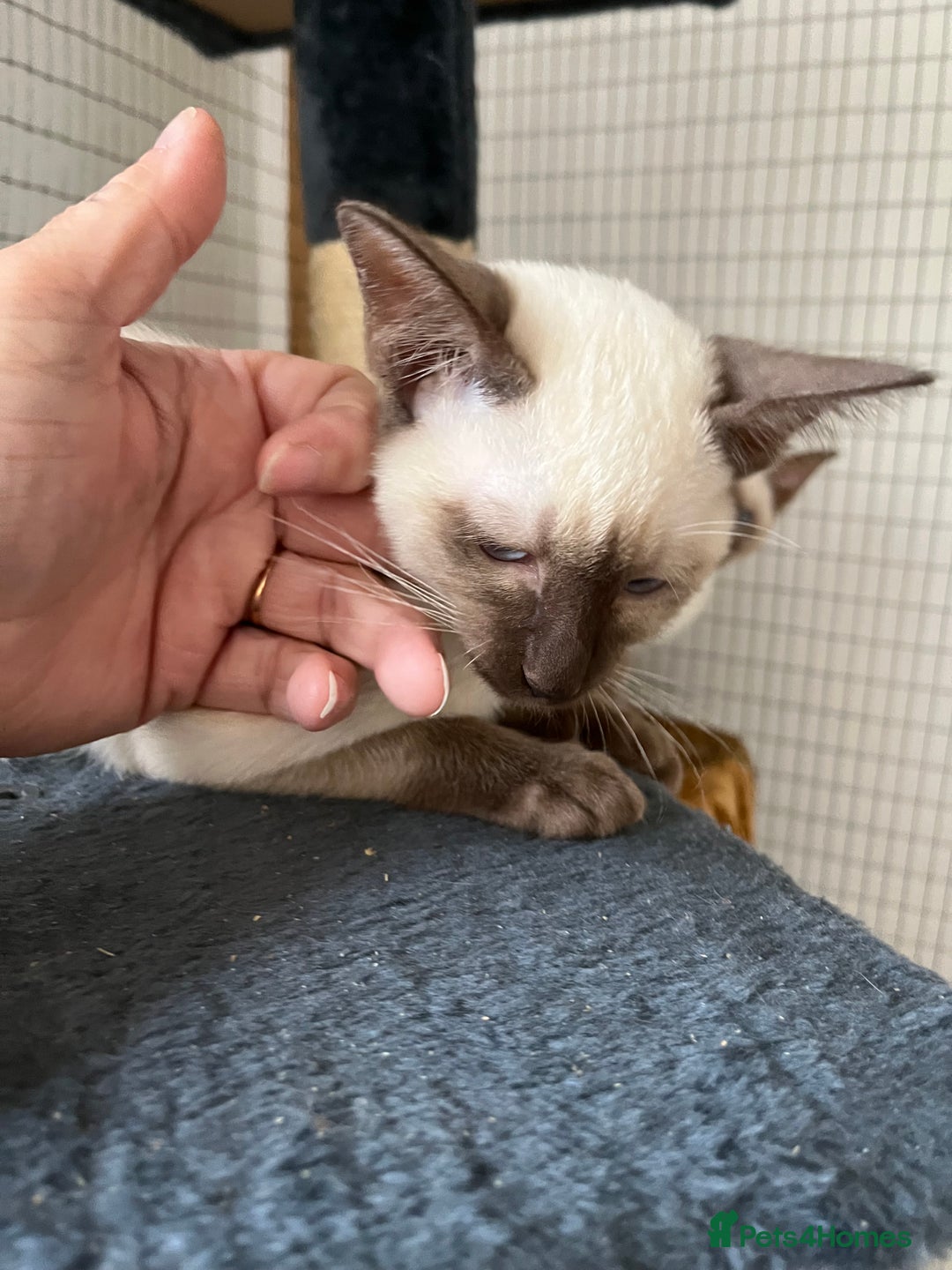 Siamese cats for sale: Siamese chocolate kittens - Image 3