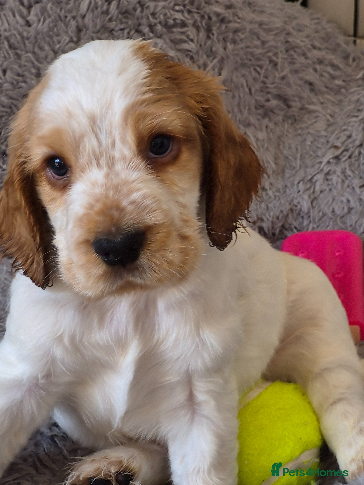 Cocker Spaniel dogs Show Cocker Spaniel - Advert 6