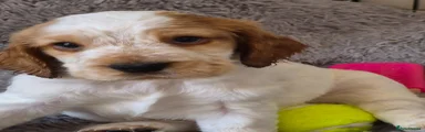 Cocker Spaniel Puppy 3