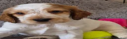 Cocker Spaniel dogs for sale: Show Cocker Spaniel - Advert 1