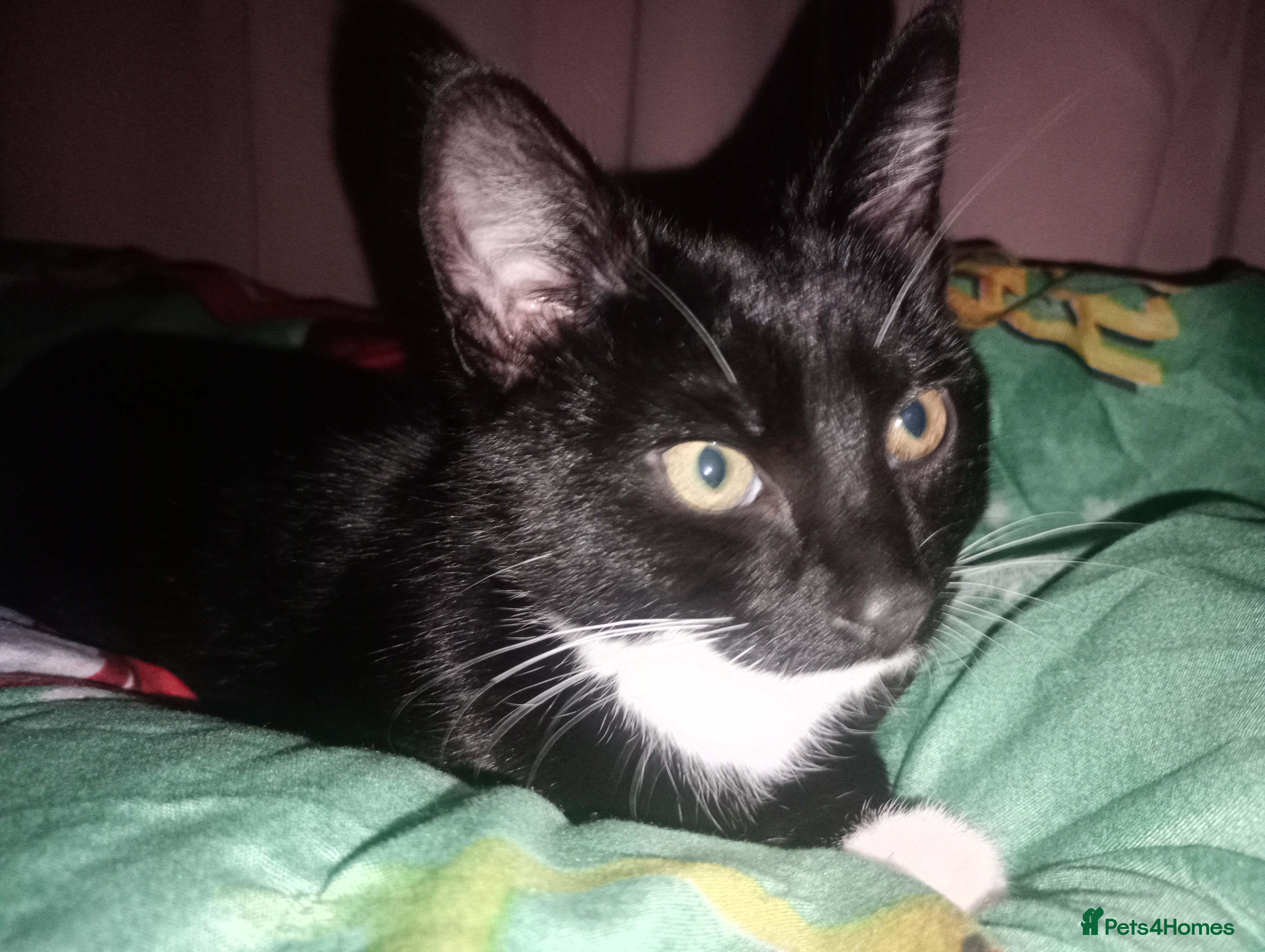 Mixed Breed cats Loki  - Advert 15