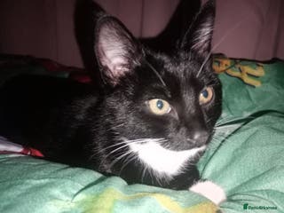 Mixed Breed cats Loki - Advert 3