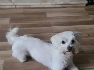 Bichon Frise dogs Bichon Frise❤️❤️🩵🩵🩵 - Advert 1