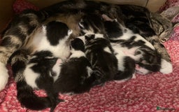 Mixed Breed cats for sale: 6 kittens looking for their forever homes  - Image 1