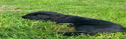 Russian Black Terrier dogs for sale: Russian Black Terrier Pups for Sale - Advert 13