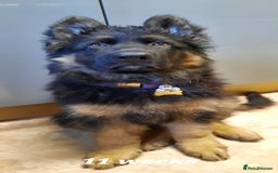 German Shepherd dogs for sale: German shepherd pups for sale  - Image 24