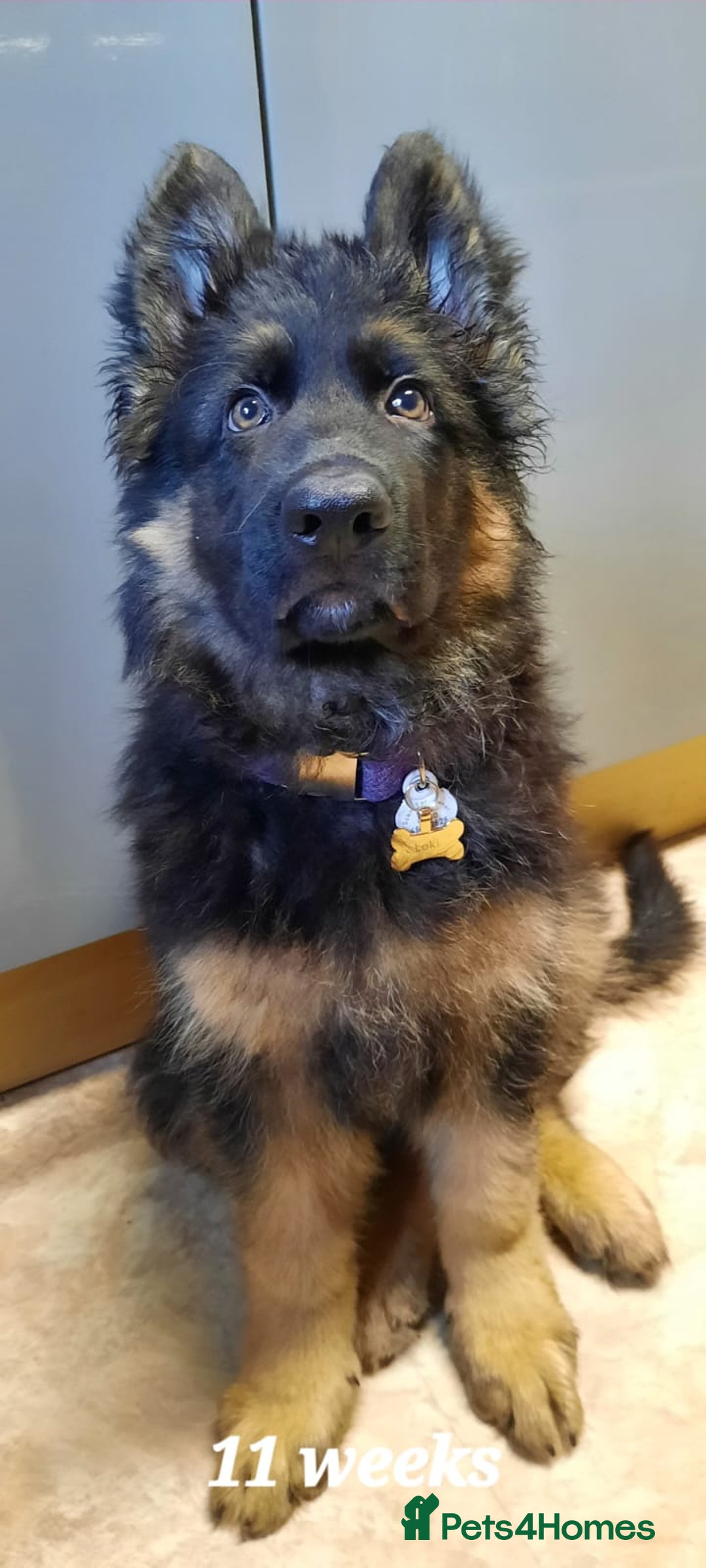German Shepherd dogs for sale: German shepherd pups for sale  - Image 24
