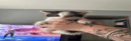 Mixed Breed cats for sale:    Playful Kittens Looking For Forever Homes - Advert 5
