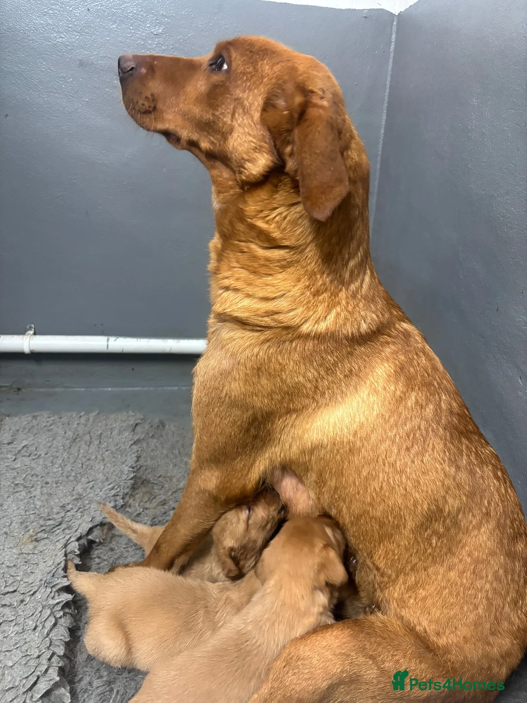 Labrador Retriever dogs for sale: Fox Red Labrador Puppies - Advert 2