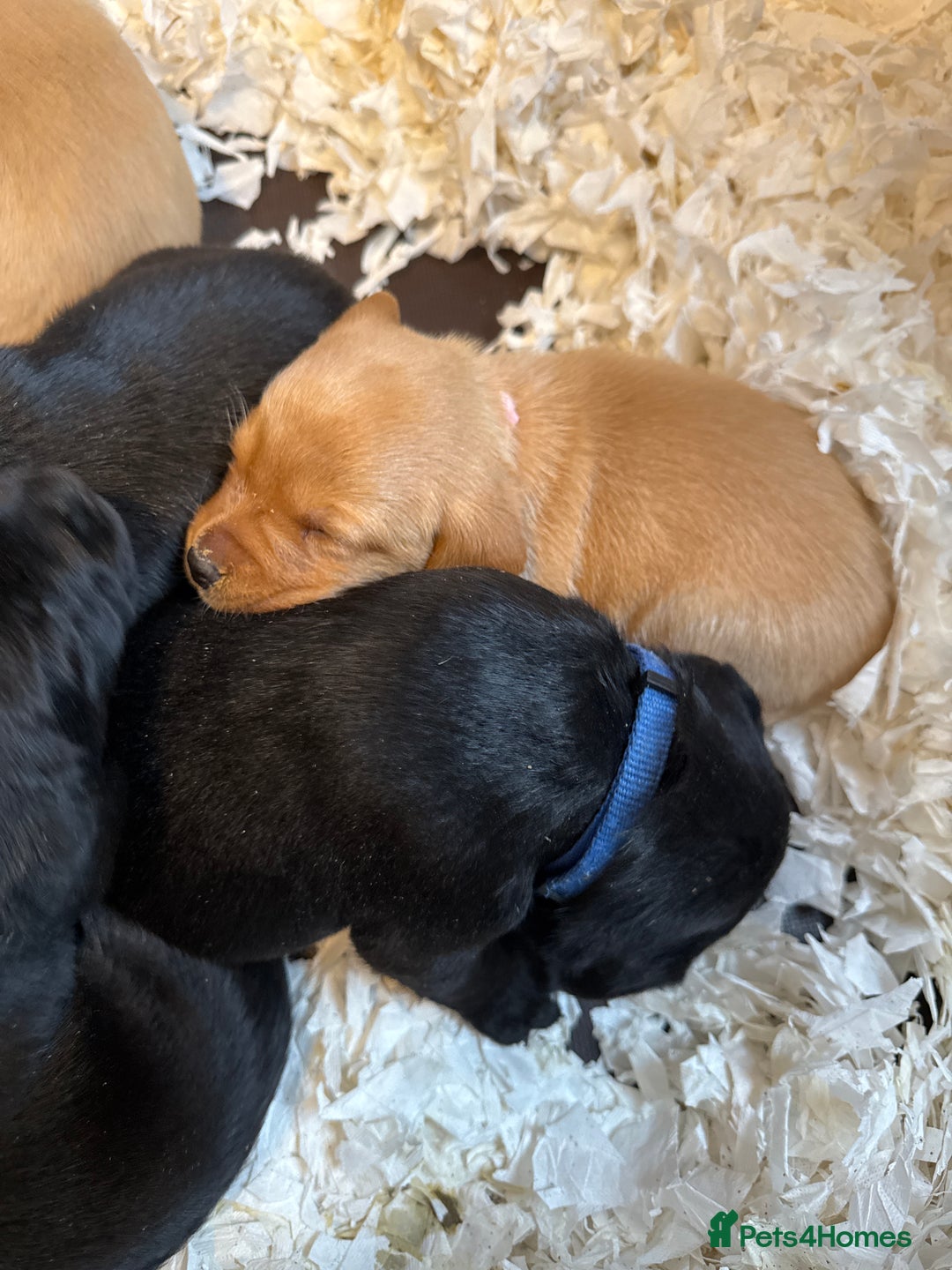 Labrador Retriever dogs for sale: LABRADOR PUPPIES FULL PEDIGREE K. C REG. - Advert 14