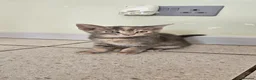 Mixed Breed cats for sale: Abyssinian x kittens  - Advert 9