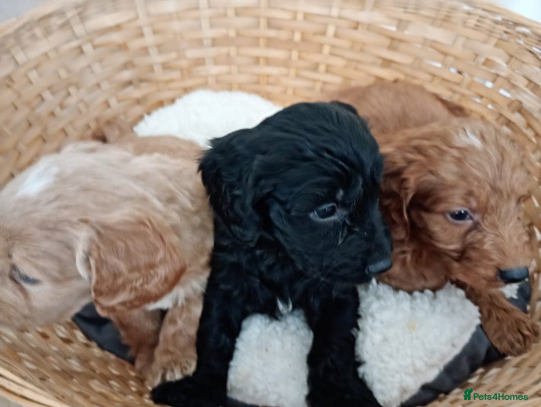 Cockapoo dogs for sale: F1 Cockapoo pups for sale - Image 5