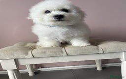 Bichon Frise dogs for sale: Bichon Frise Puppies  - Image 15