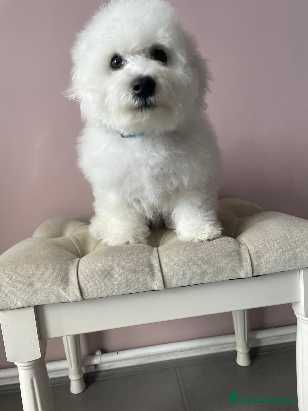 Bichon Frise dogs for sale: Bichon Frise Puppies  - Image 15