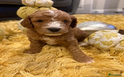 Cavapoo dogs for sale: Adorable Toy Cavapoo puppies ready on 3rd November - Image 21