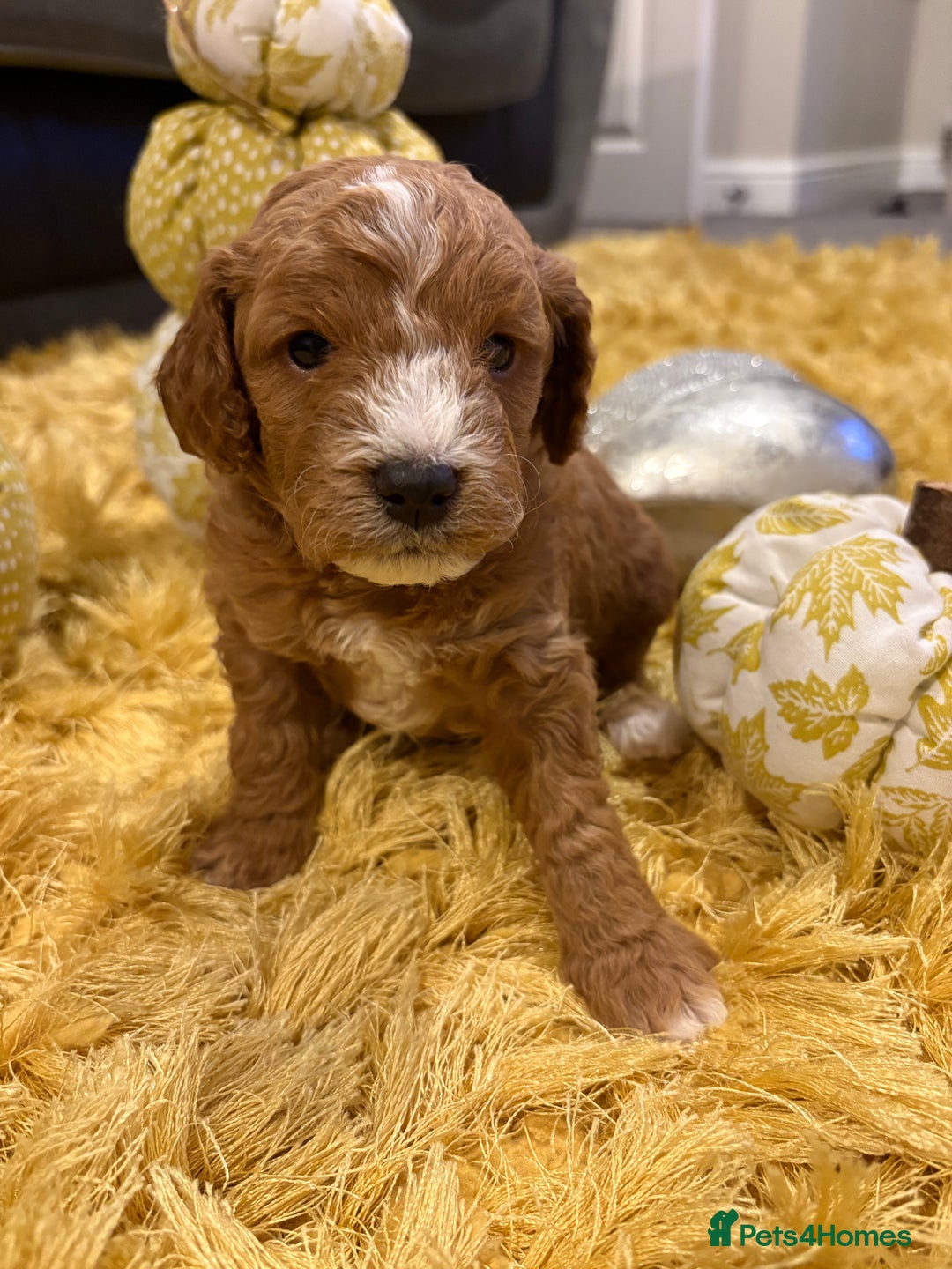 Cavapoo dogs for sale: Adorable Toy Cavapoo puppies ready on 3rd November - Image 21