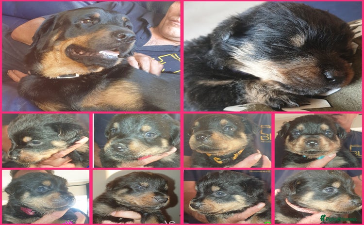 Rottweiler dogs - Advert 11