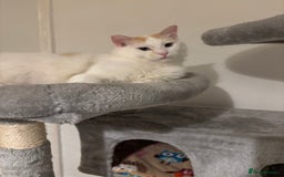 Ragdoll cats for sale: Beautiful ragdoll  - Image 6