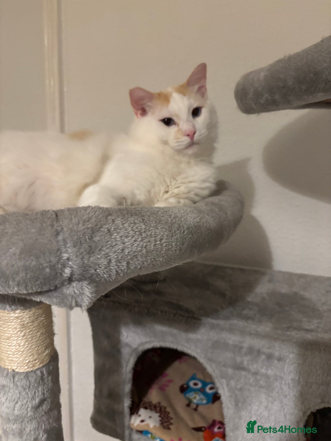 Ragdoll cats for sale: Beautiful ragdoll  - Image 6
