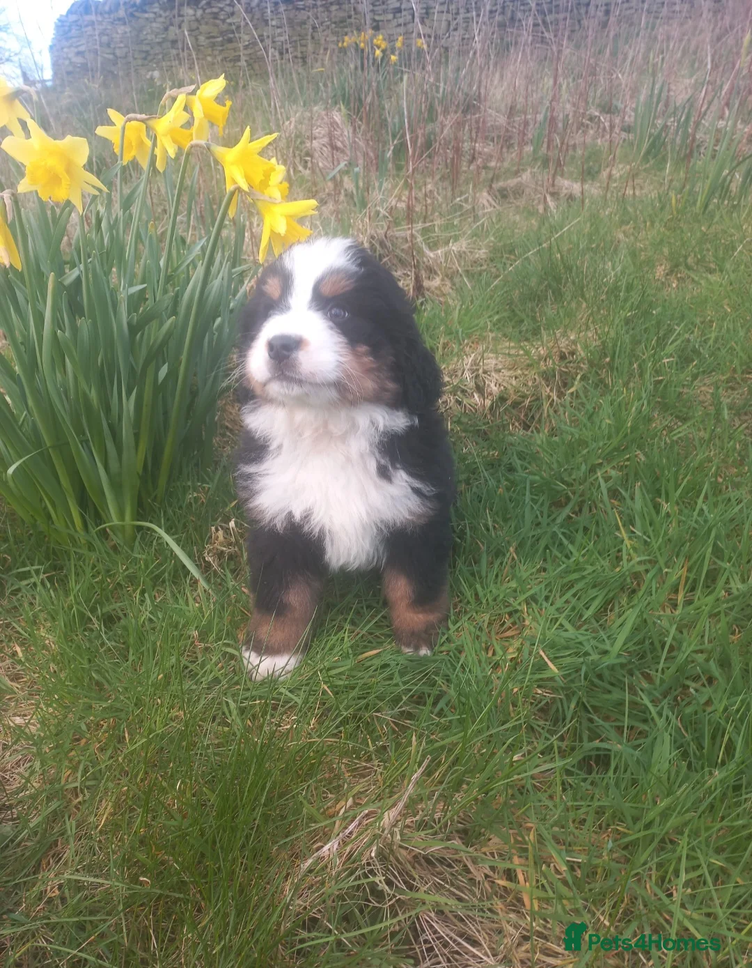 Bernese Mountain Dog dogs for sale: Beautiful Bernese Mountain Dog Puppy - Advert 7