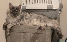 Maine Coon cats for sale: Maine Coon Kittens - Image 2